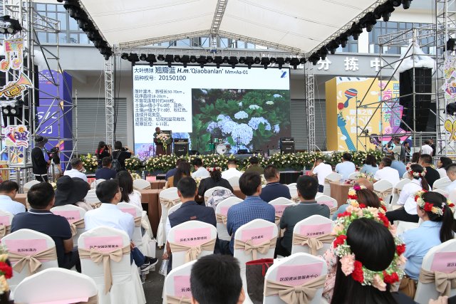 有一种叫云南的生活｜“郑和故里·云花灿烂”！2023晋宁玫瑰节启幕