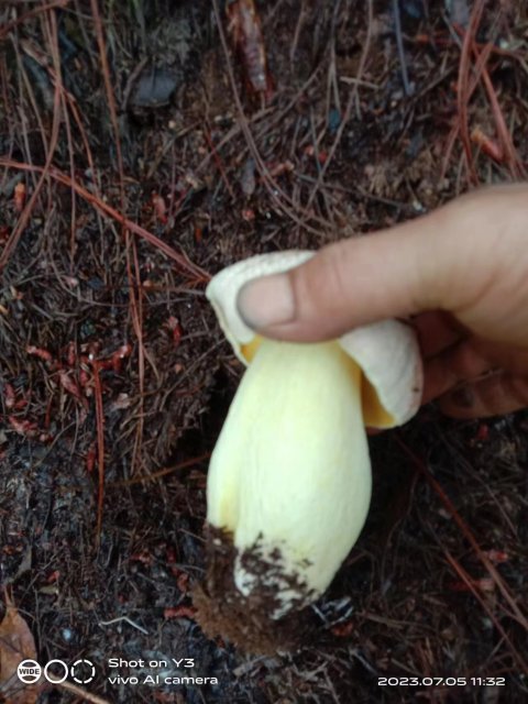 开屏策划｜上哪找菌、怎么识菌？云南捡菌“老司机”这样说→