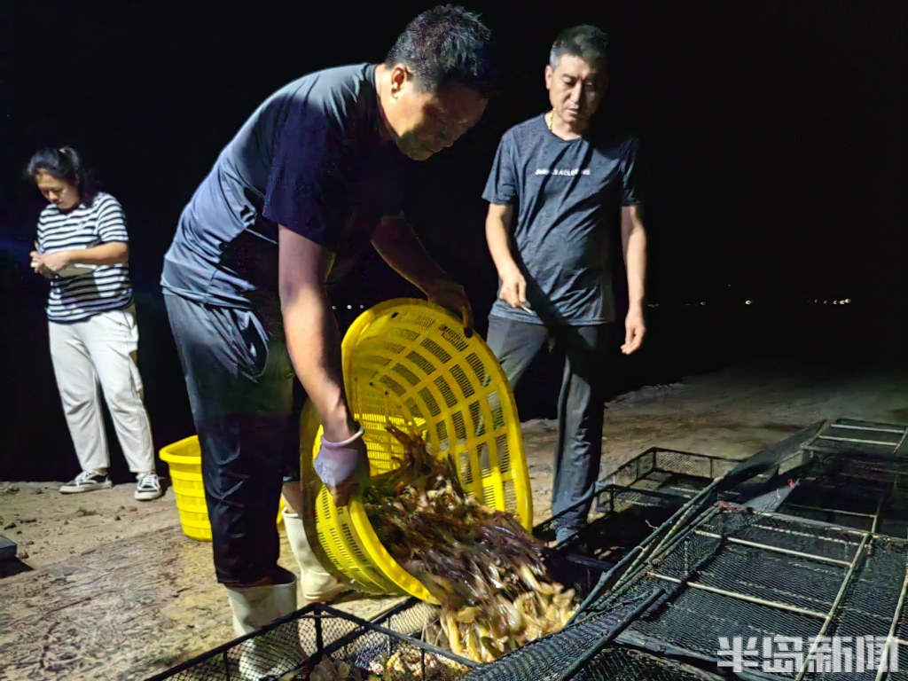 青岛虾农，跨城淘金！2000多位大拿，走南闯北；20多万斤鲜虾，每天从鳌山卫游向全国