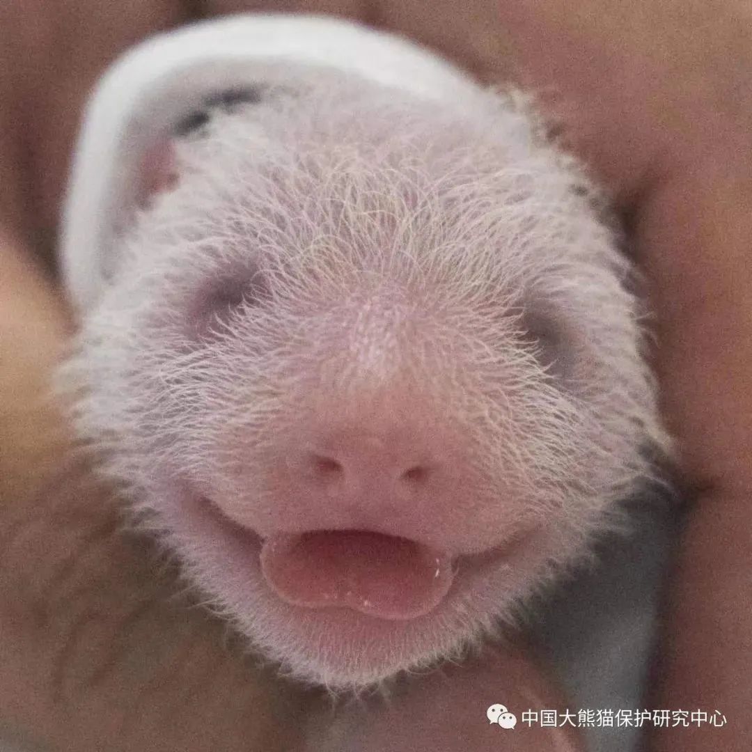 #爱宝诞下双胞胎,爱宝生双胞胎上韩国热搜