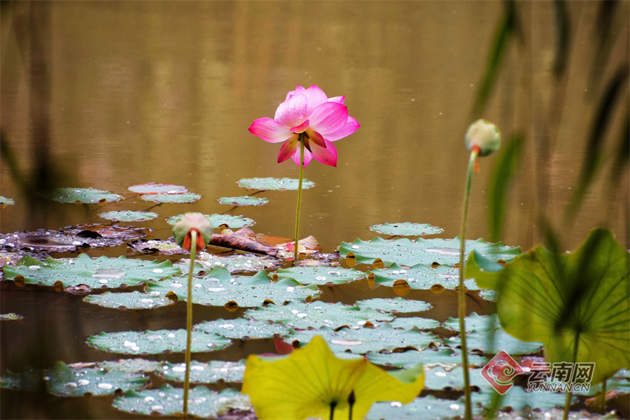 云南弥勒：雨中夏荷骄欲滴大珠小珠落玉盘（组图）