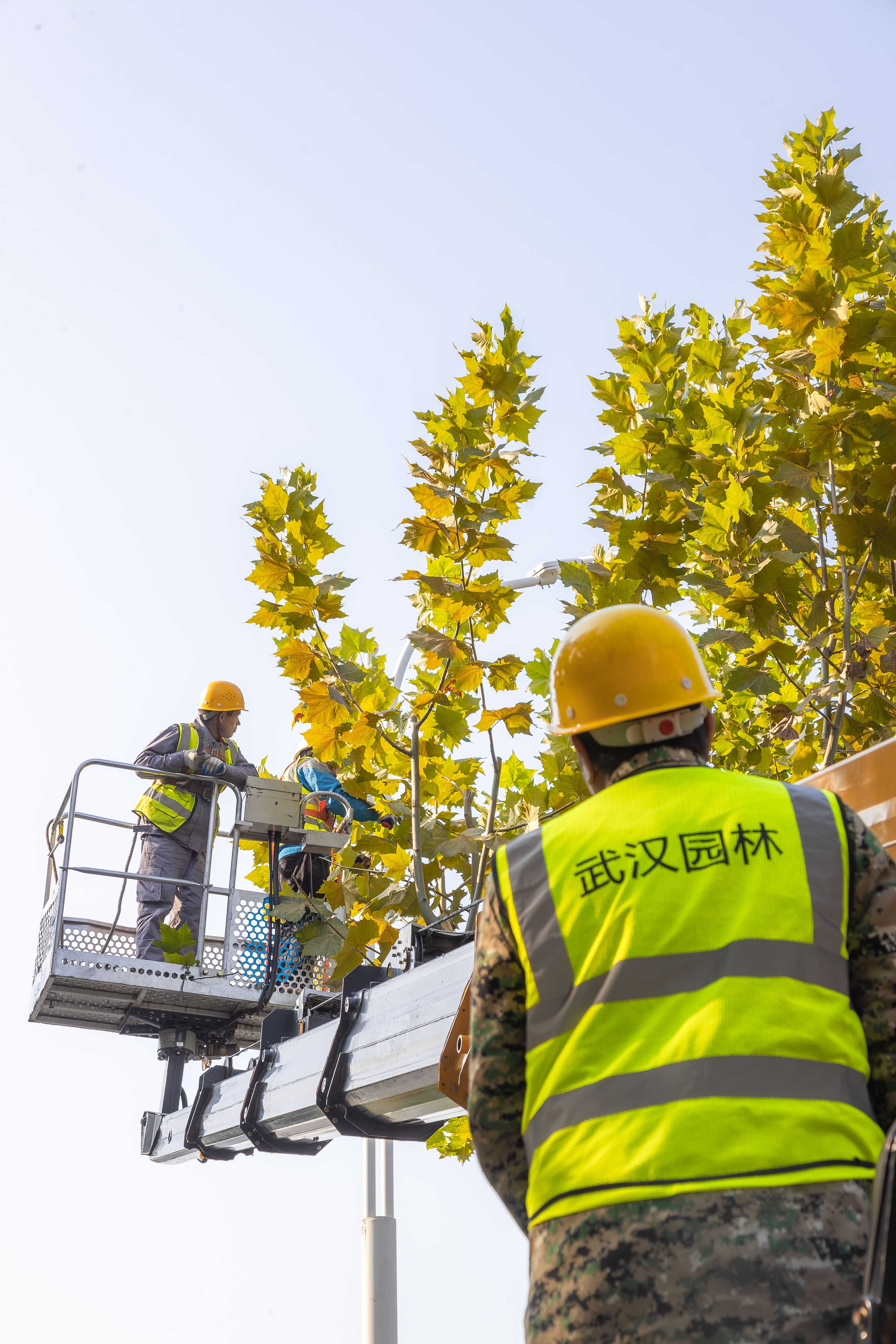 东西湖的园林“Tony”剪出好“心”情