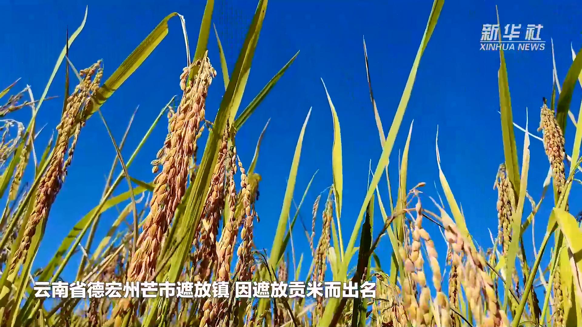 芒市遮放贡米,云南芒市遮放贡米迎丰收