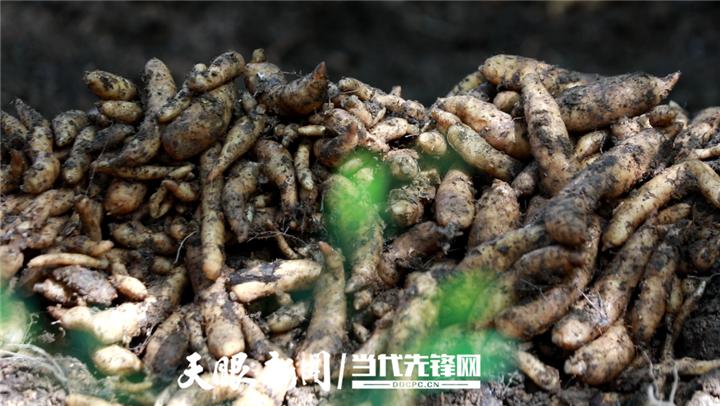 贵州天麻山货,黔东南布依族山货天麻
