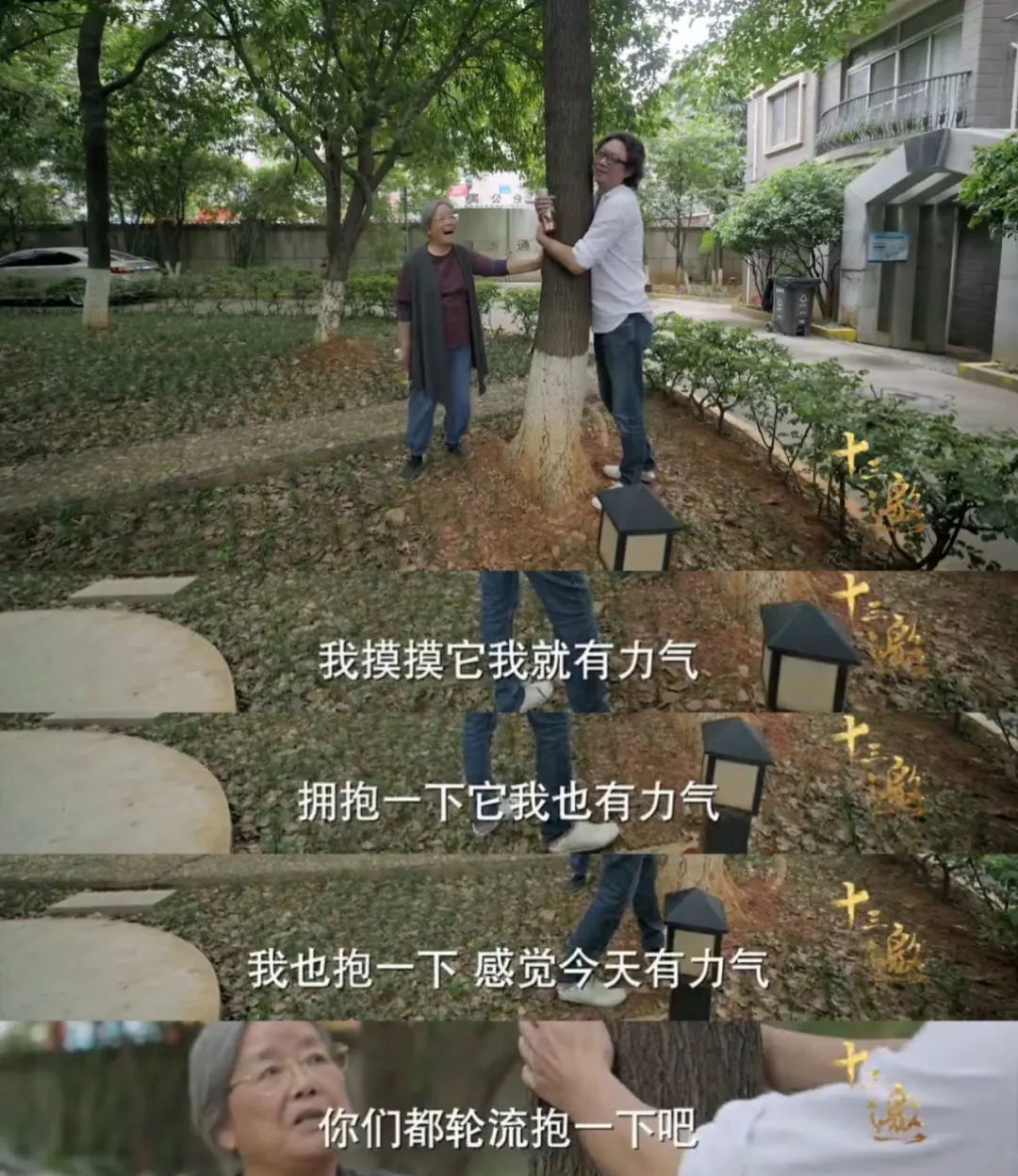 谁懂啊！沪上年轻人开始流行“抱树”解压了