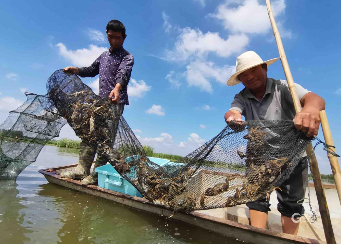 苏州市大闸蟹开捕,直击阳澄湖大闸蟹开捕