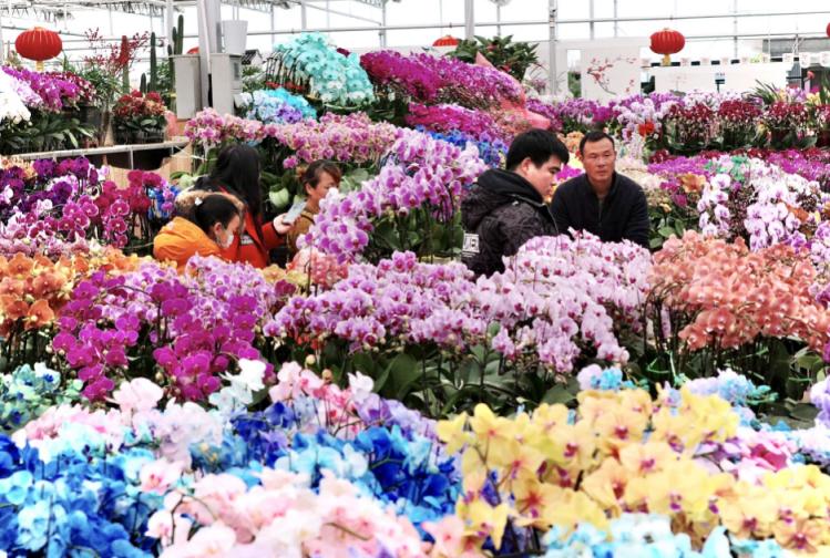 北京年宵花市场,去花卉市场逛年宵花