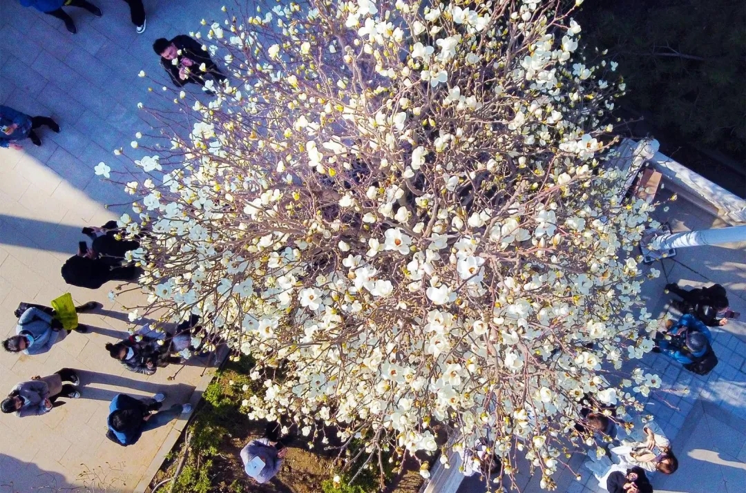 沈阳樱花拍照打卡,沈阳赏花打卡地