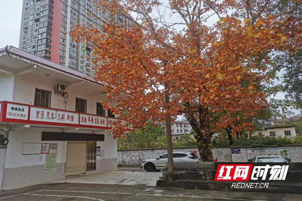 北湖区花园洞社区：老梧桐见证社区的“勃勃生机”