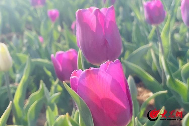 古岘郁金香花海离平度南村多远,平度古岘郁金香详细地址