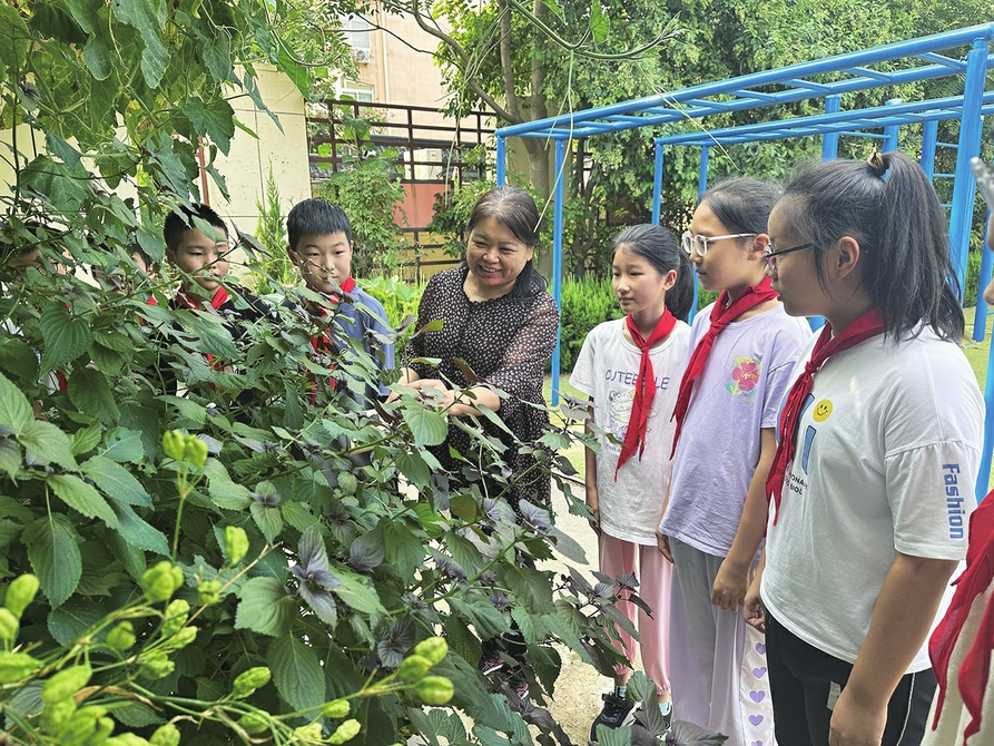 济南市大明湖小学搭建“养正承国粹百草润童心”育人体系以中医药文化浸润学生成长