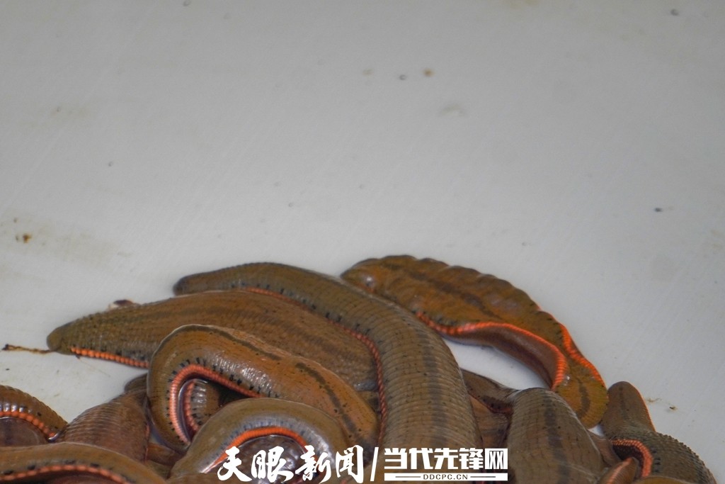 剑河农业发展项目,剑河县旅游业发展的优势在哪