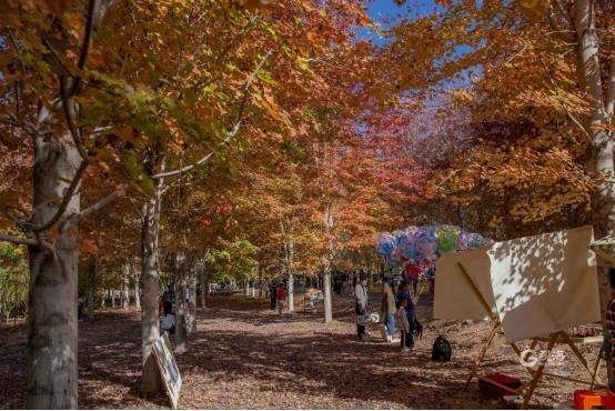 西海岸新区张家楼：以文塑旅、以旅促产，乡村振兴“一池春水”正激荡