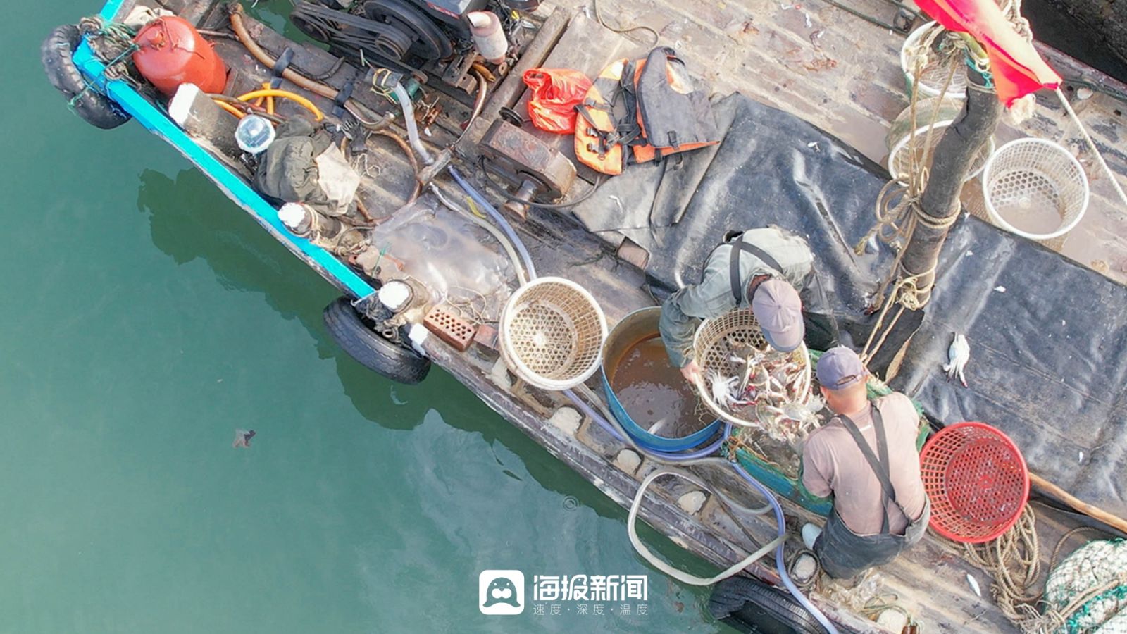 日照小海虾批发,日照小开海