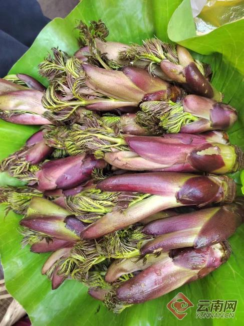 云南临沧一年四季怎么样,云南临沧春天