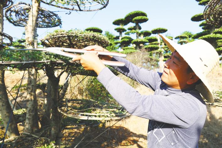 对节白蜡批发基地京山孙桥镇,湖北京山孙桥镇对节白蜡盆景价格