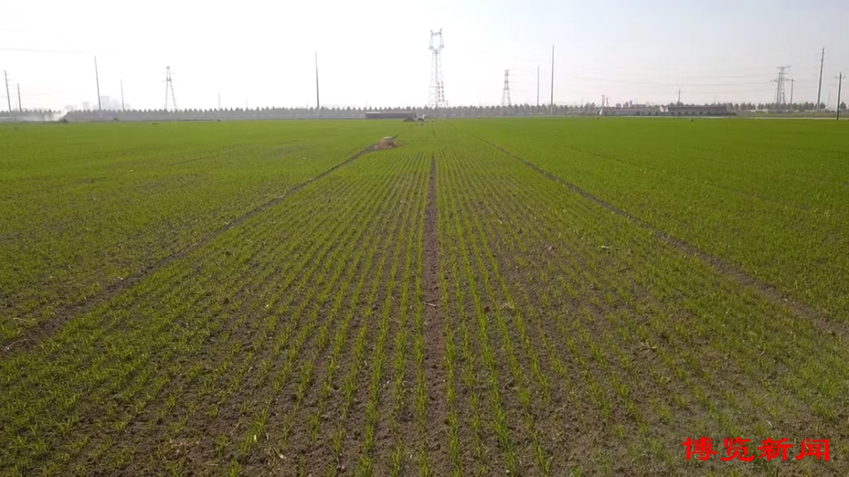 走进千强镇｜唐山镇演绎“膜法传奇”