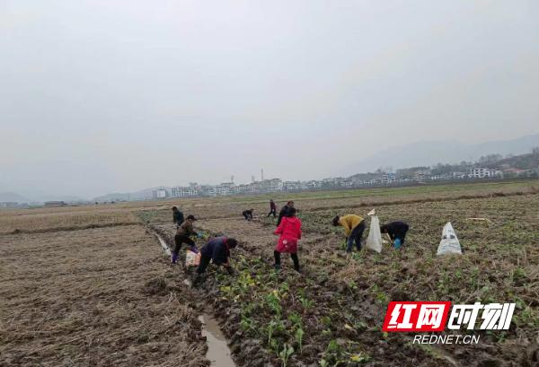 千亩油菜大户丰收景象,城步周边油菜花哪里的漂亮