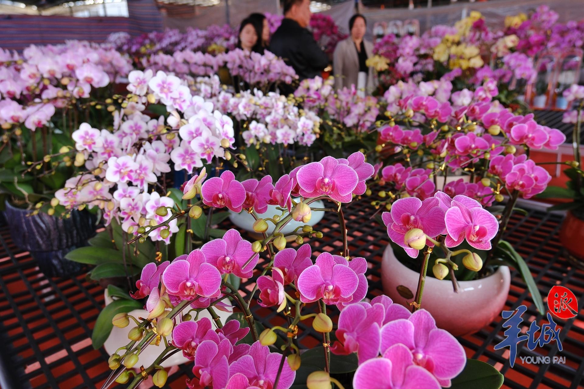 广州年花行情,广州年花价格最新行情