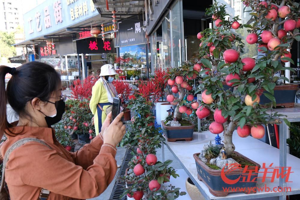 广州年花的品种名称价格,今年广州花卉市场行情